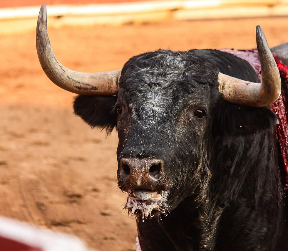 En puerta, corridas de toros en la Plaza de Toros Vicente Segura de Pachuca