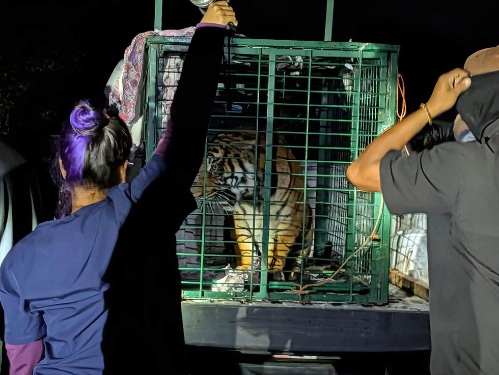 Capturan felino en La Barca y entregan a Fauna de Tlajomulco