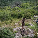 Liberan 32 animales silvestres rehabilitados en Hidalgo