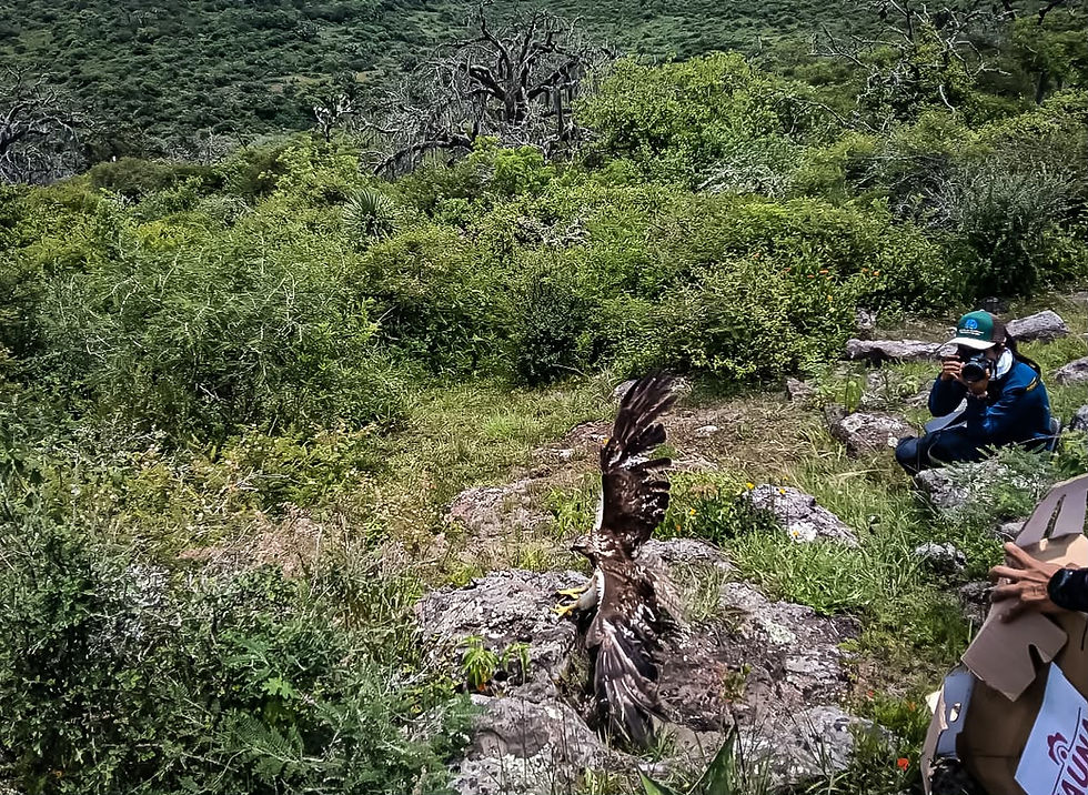 Liberan 32 animales silvestres rehabilitados en Hidalgo