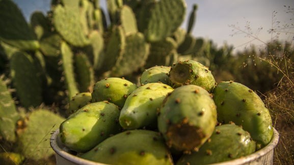 Lidera Estado de México la producción de tuna en México 