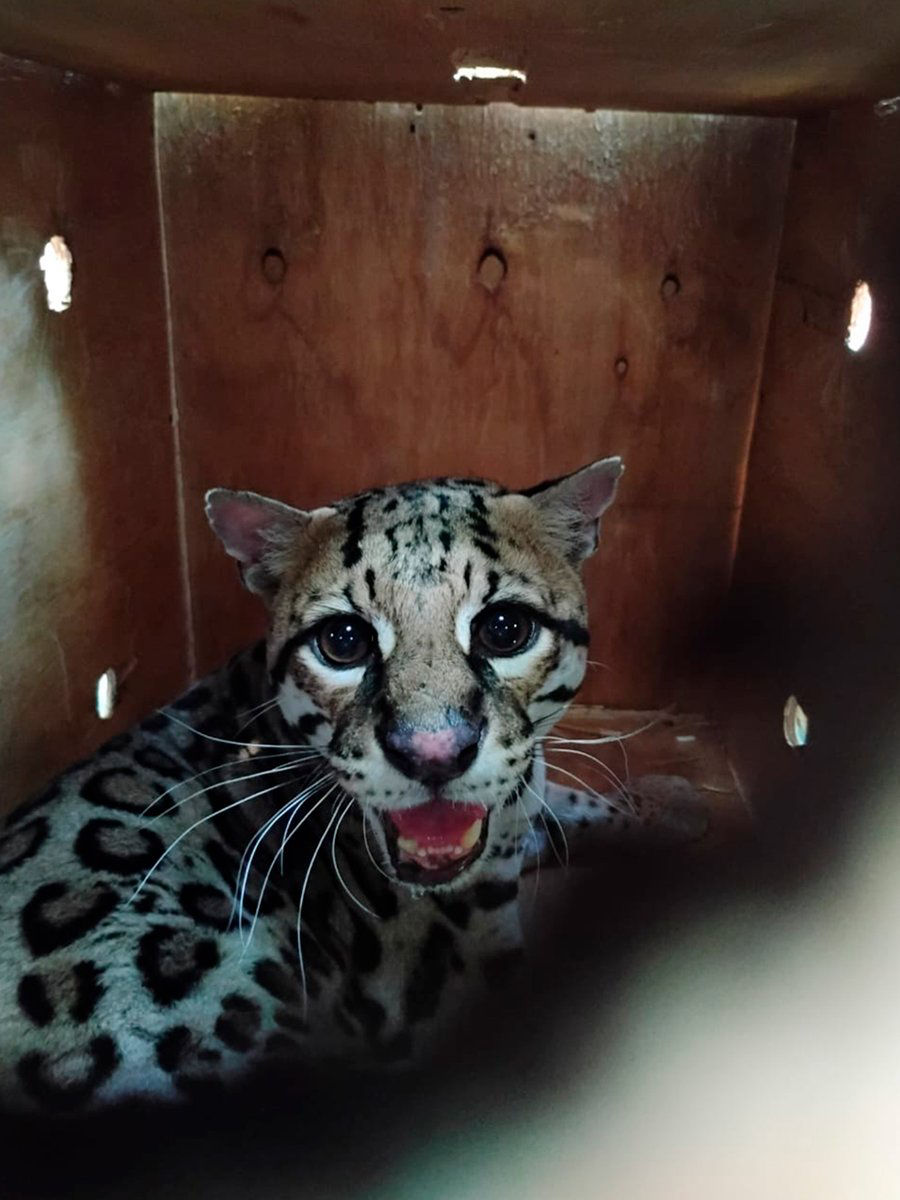 Liberan a ocelote en Oaxaca tras ser rehabilitado