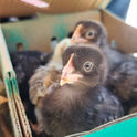 Entregan paquetes aves de doble propósito en Omitlán de Juárez 
