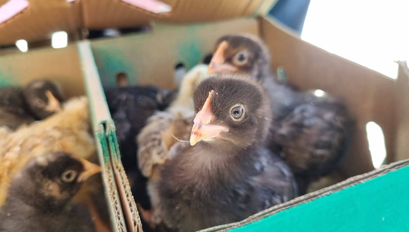 Entregan paquetes aves de doble propósito en Omitlán de Juárez 