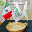 Reciben 123 líneas de arroz para México en alianza científica