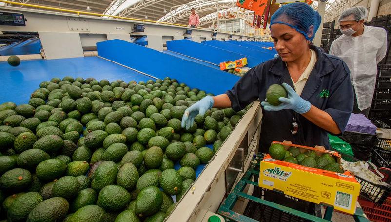 Crecen 35 por ciento las exportaciones de aguacate a EE. UU.
