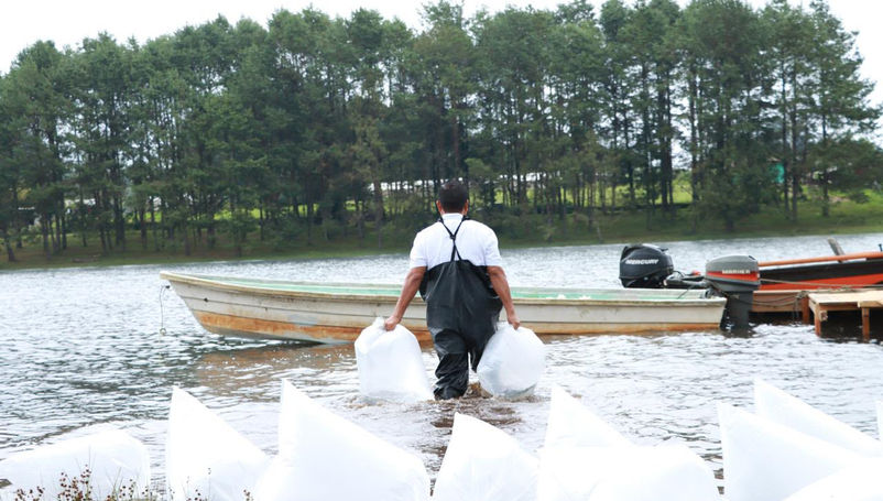 Inyectan 4 millones de pesos al campo, siembran 800 mil peces en Acaxochitlán