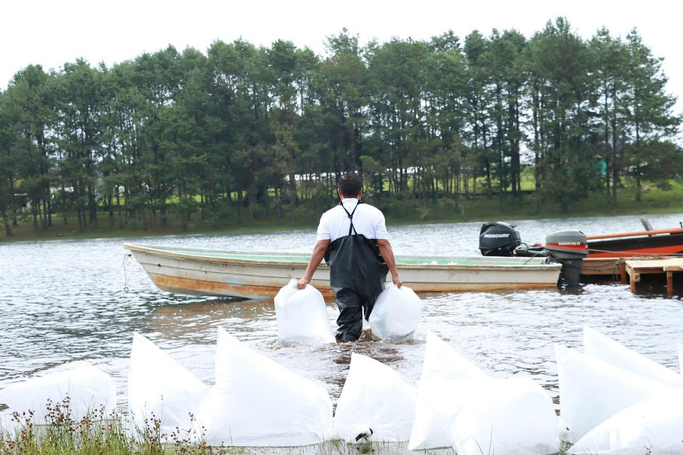 Inyectan 4 millones de pesos al campo, siembran 800 mil peces en Acaxochitlán