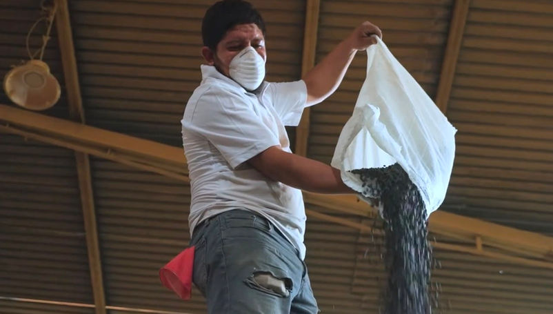 Desarrolla el INIFAP variedades mejoradas para el cultivo de frijol
