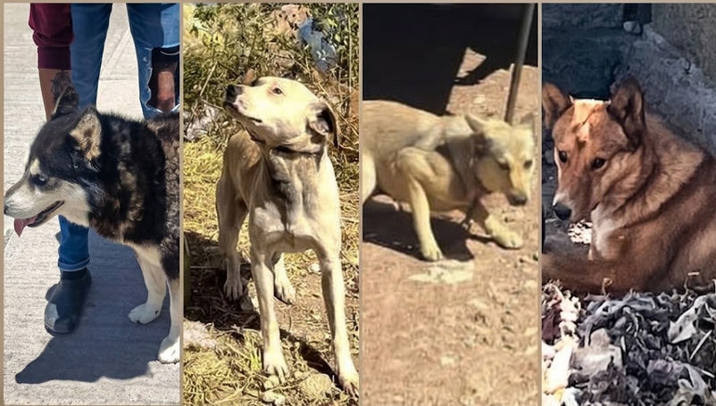Atienden reportes por maltrato animal en Pachuca, rescatan a cuatro caninos