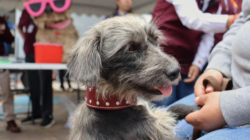 Exhorta IMSS Hidalgo a vacunar a mascotas para prevenir la rabia