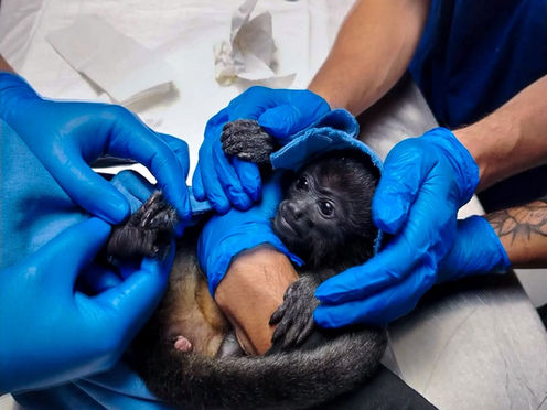 Resguardan a una cría de mono aullador en peligro de extinción