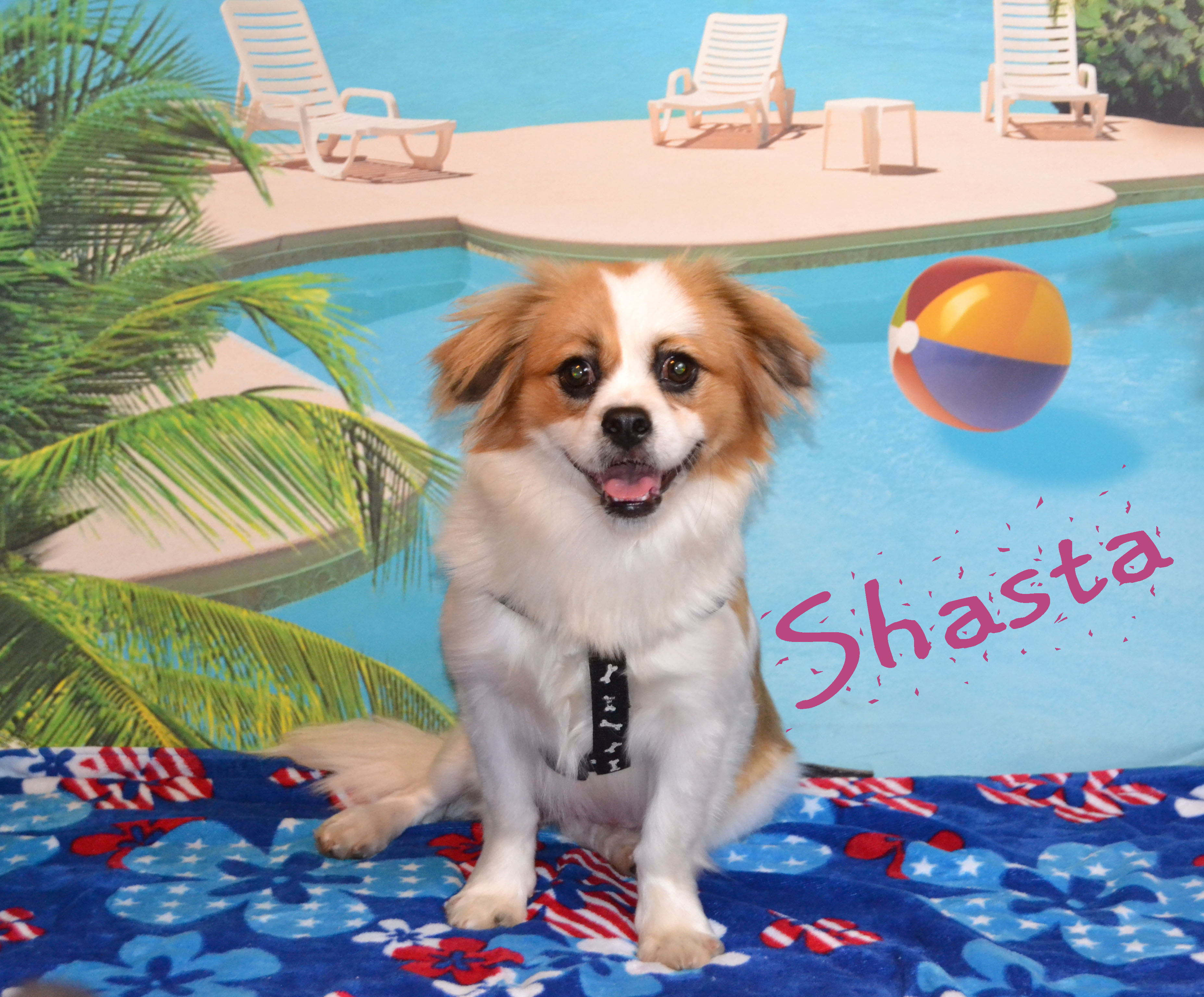 Shasta