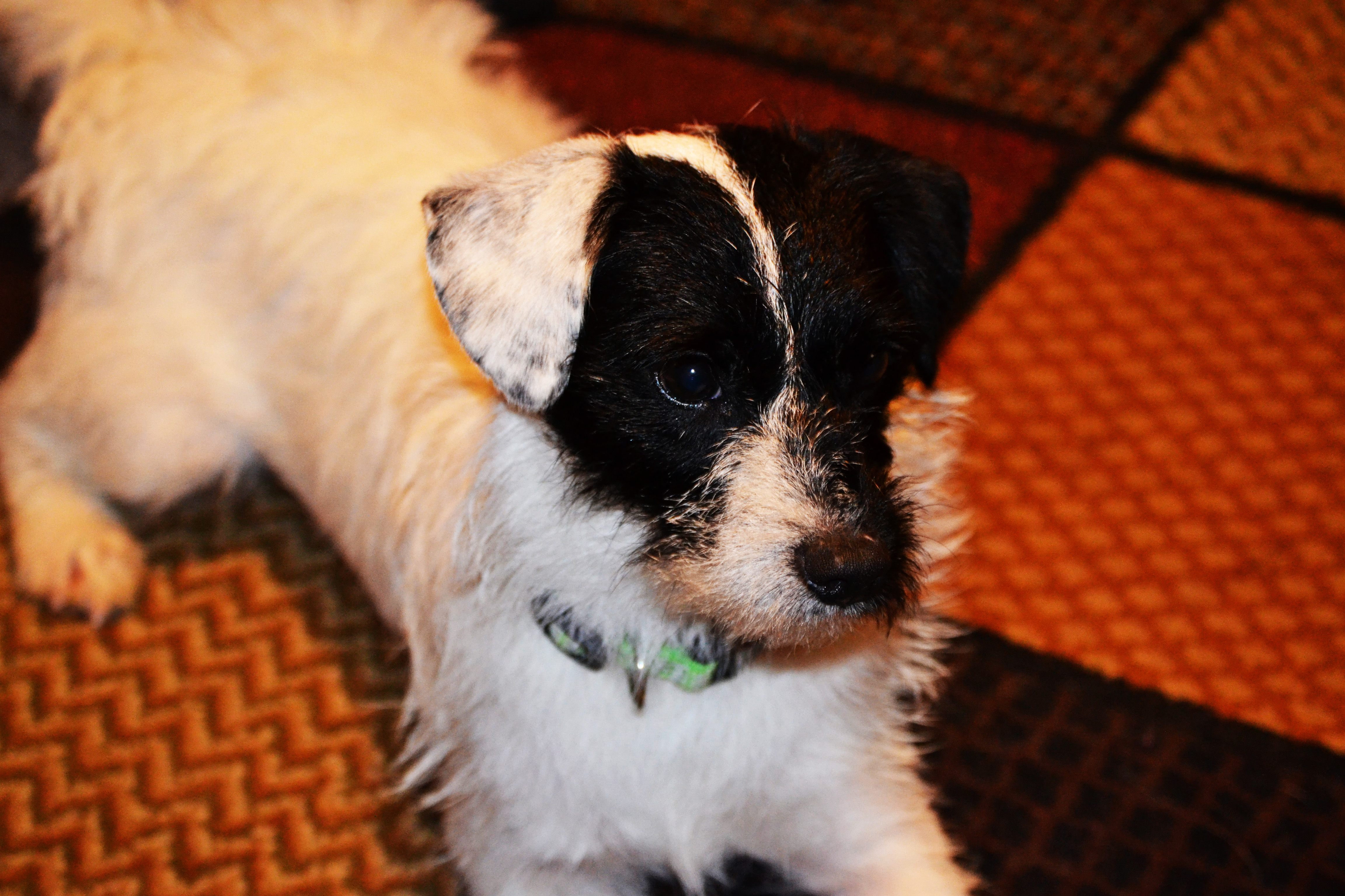Ziggy
