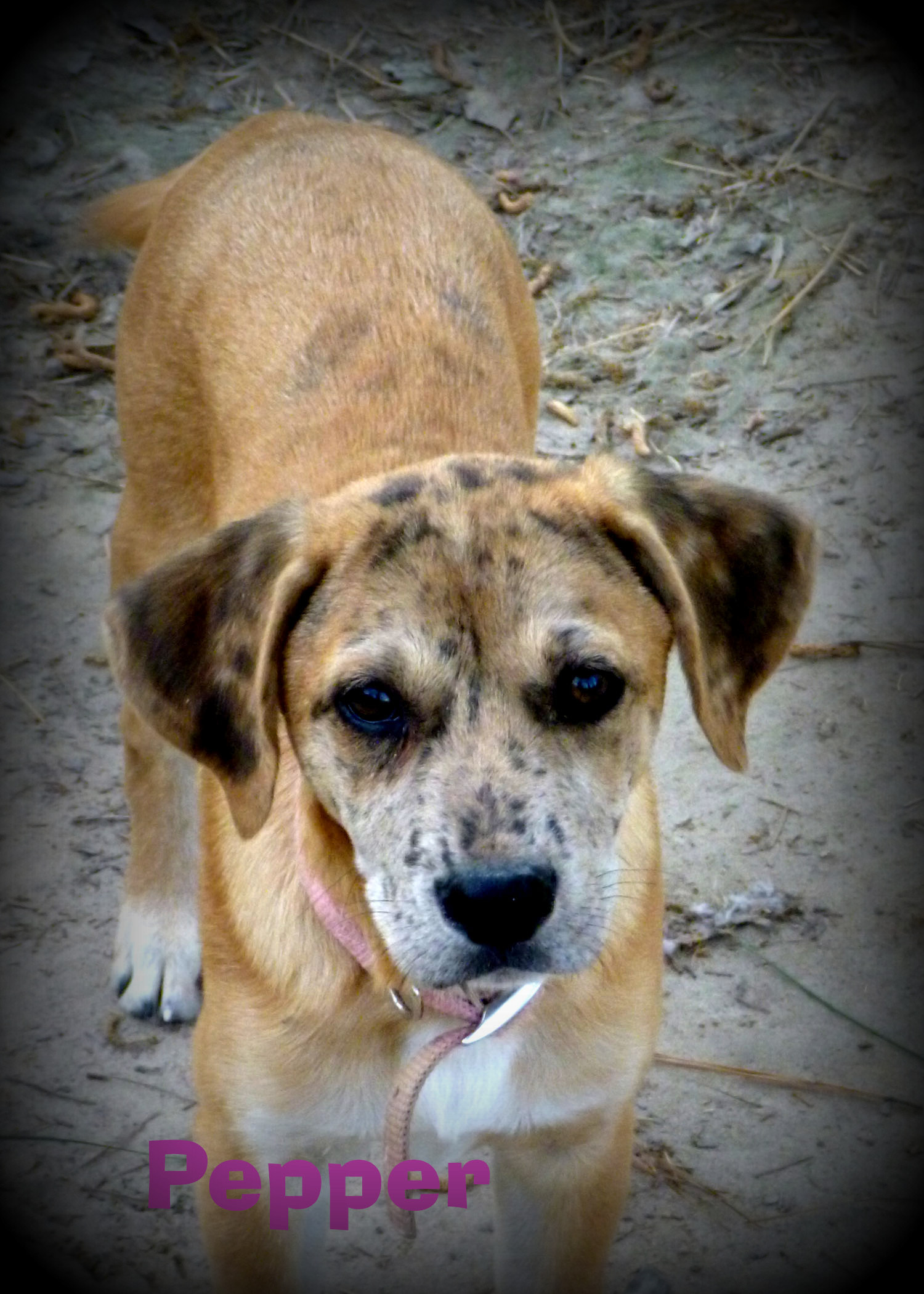Pepper