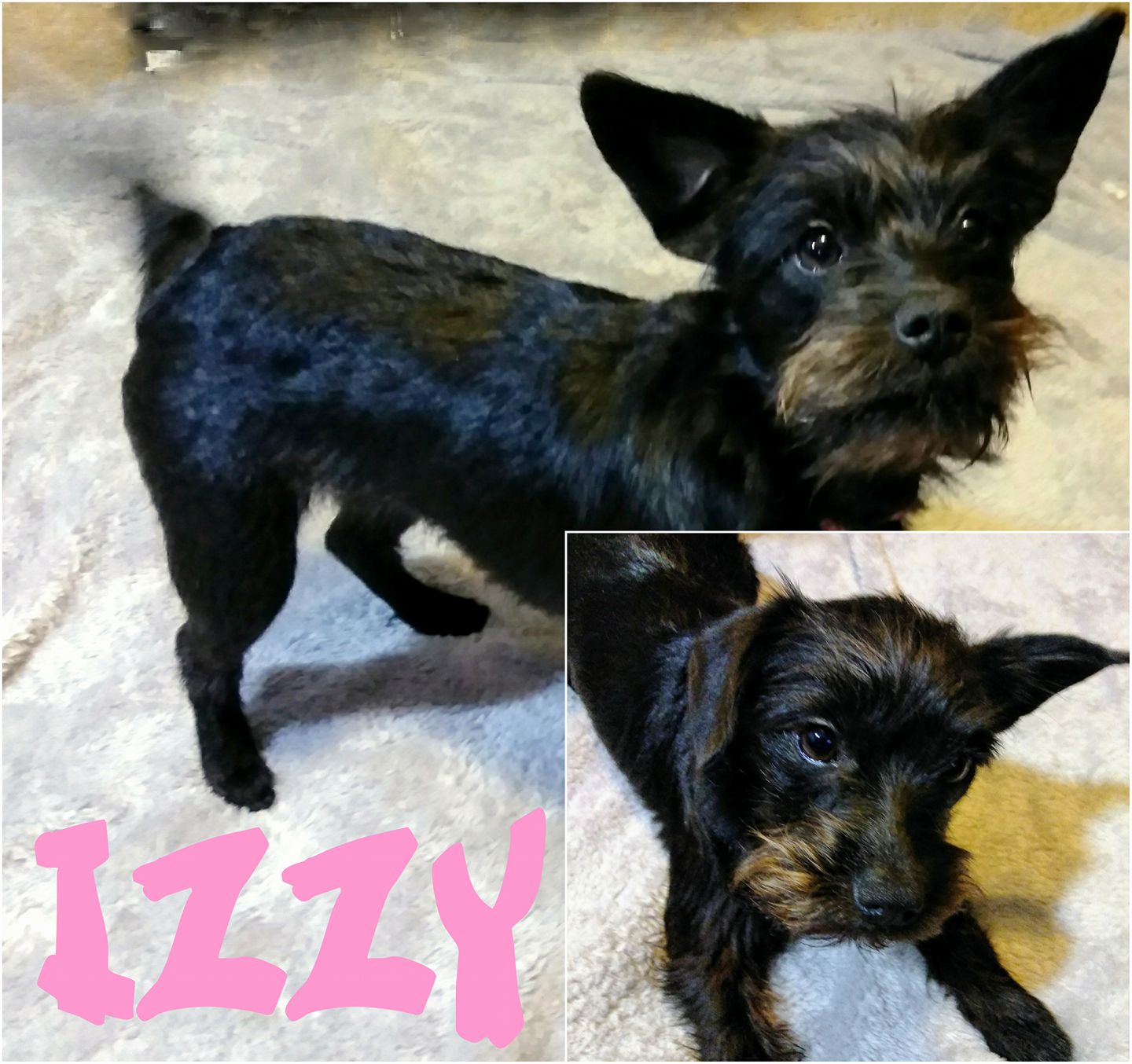 Izzy