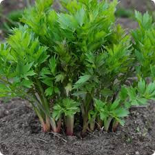 Garden Perennials
