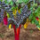 Thumbnail: Lettuce and Swiss Chard 4"Pot (4-6 plants)