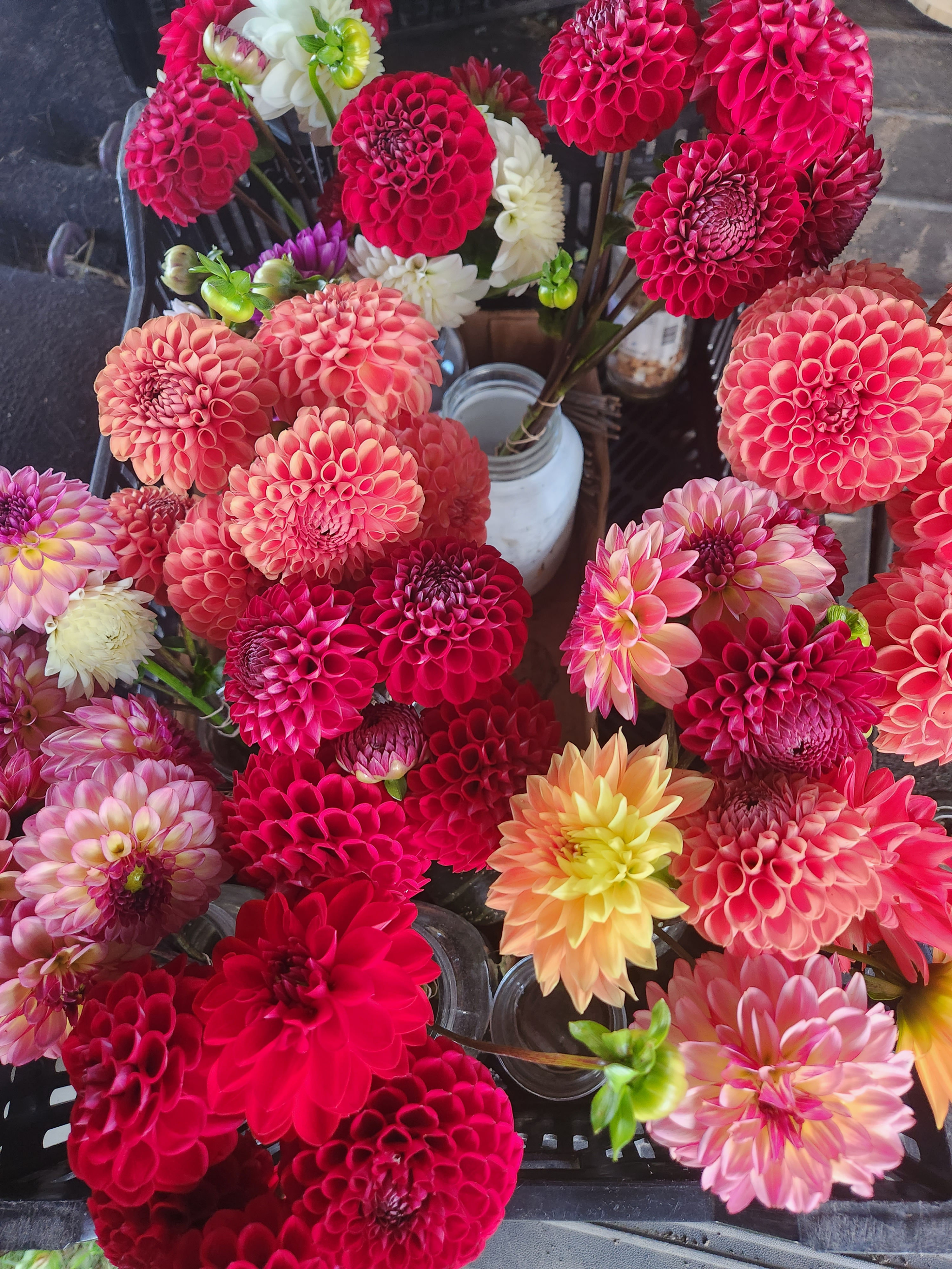 Dahlia Tuber Collection (5 tubers)