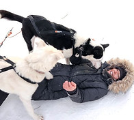 Huskyfarm Lappland