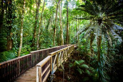 Holzbrücke umgeben von Dschungel im Daintree Rainforest in Australien