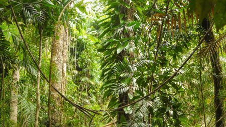 Dschungel im Daintree Forest in Australien