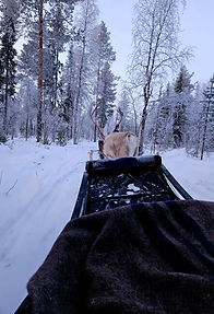 Rentierschlittenfahrt Pyhä