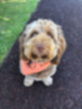 Dog Mentor Bandana