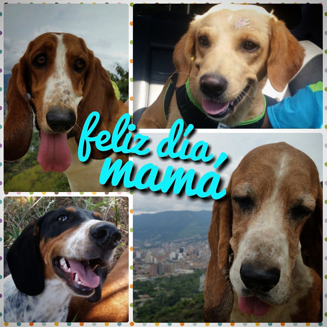 Cuando tus hijos tienen 4 patas