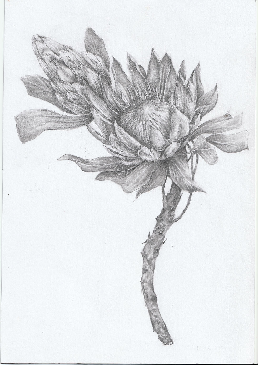 Protea Illustration, 2018