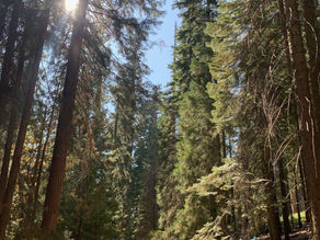 Money really does grow on trees!