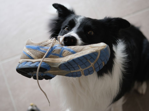 Punir le chien ou punir son comportement ?