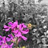 IMG_4649 s 2.5x2.5.JPG