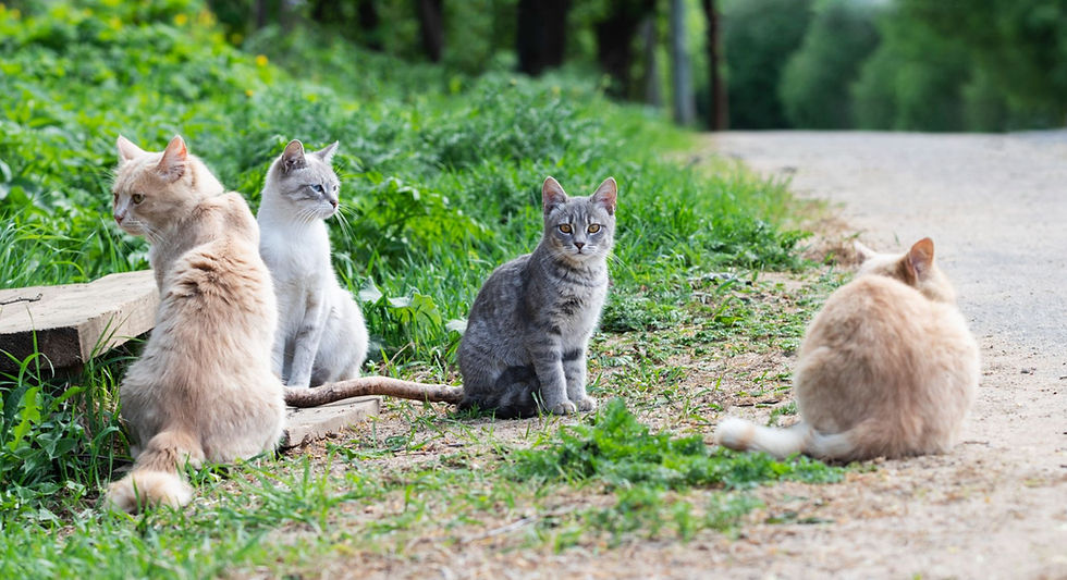 Unfixed, a colony like this can grow to hundreds—but without them, rodent populations soar. TNR is how we protect balance and stop the cycle.