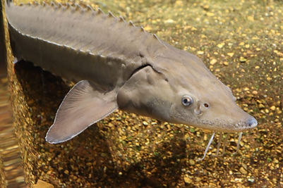 rare native fish