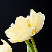 tulips-4102215_960_720.jpg