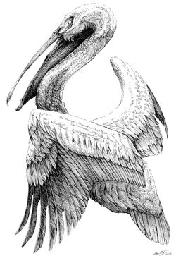 Pelican Ink