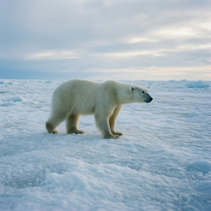 Arctic Wilderness