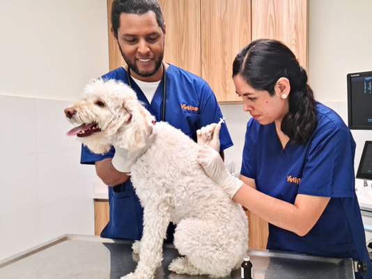 Señales de que tu mascota necesita ir al veterinario