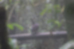 Indigo-crowned Quail-Dove