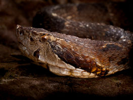 Herpetological Monitoring