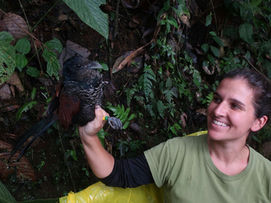 A banded Banded Ground-Cuckoo