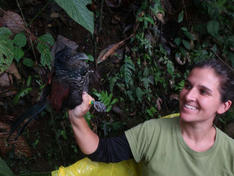 A banded Banded Ground-Cuckoo