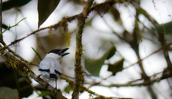 Black-crowned Tityra