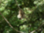 Two toed sloth