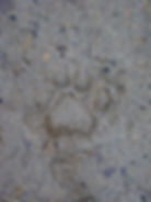 Puma track