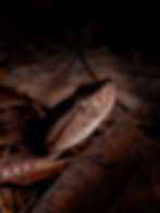 Bothrops asper (Terciopelo or Central American Lancehead)