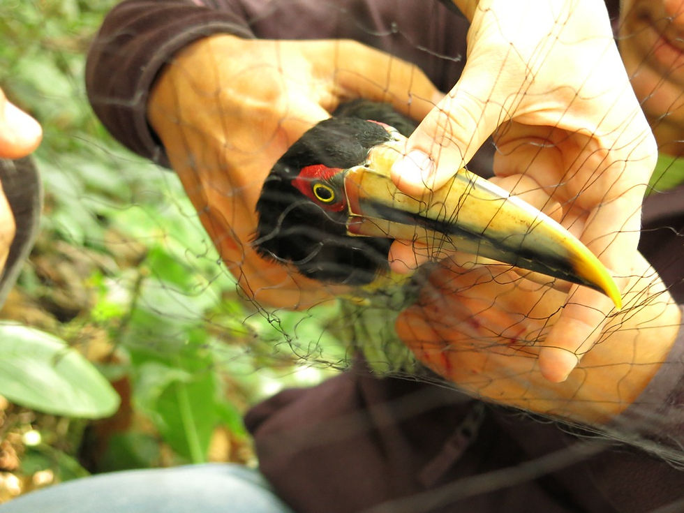 Avian Research