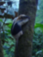 Tamandua