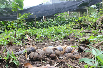 Collected seeds from the forest